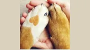 Alpine Animal Hospital