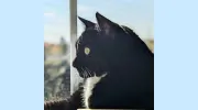 Bayview Seven Animal Hospital