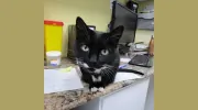 St Clair Veterinary Facilities