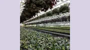Century Home & Garden Greenhouses