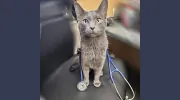 Thunder Bay Veterinary Hospital