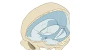 Norfolk Osteopathy