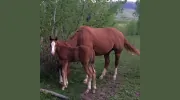 Chetwynd Veterinary Clinic