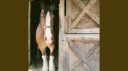 Country Animal Hospital