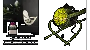 The Chocolate Tulip