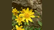 Arnica Massage Therapy