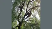 Comox Valley Tree Service