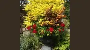 Vale's Greenhouse