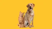 Brock Street Animal Hospital