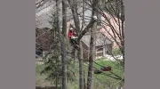 King Tree Service