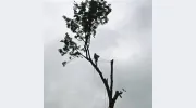 Fraser Valley Tree Service