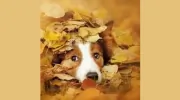 Stonebridge Veterinary Hospital