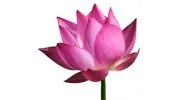 Clearheart Counselling