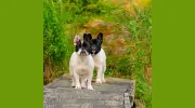 Crossing Bridge Veterinary
