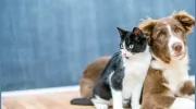 Acadia Veterinary Clinic