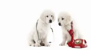 Tri-Municipal Veterinary Clinic