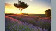 Insight Counselling