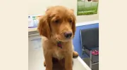 City Petcare Hospital