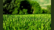 Top Trimming Landscaping & Maintenance