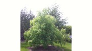 Somerset Tree Service