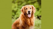 Animal Emergency Clinic of the Fraser Valley