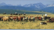 Nilsson Livestock
