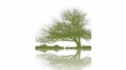 Deb Shirley Massage Therapy