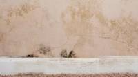 Basement Mold Removal